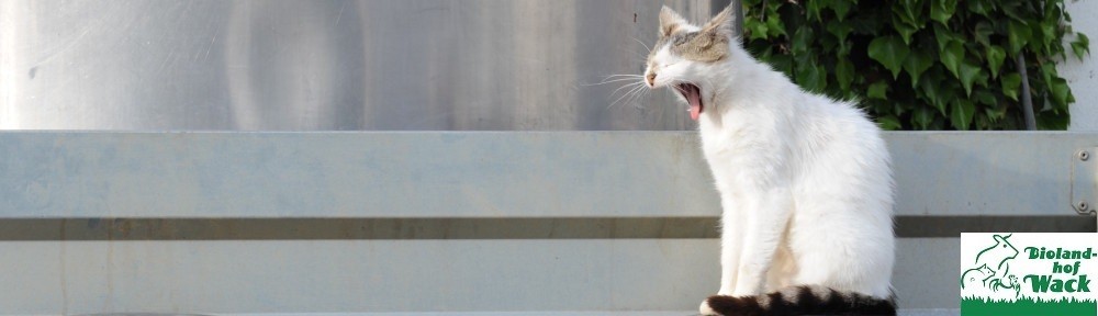 cropped-Katze.jpg