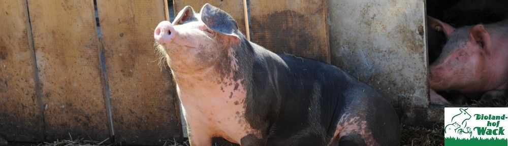 cropped-Schwein-allein.jpg