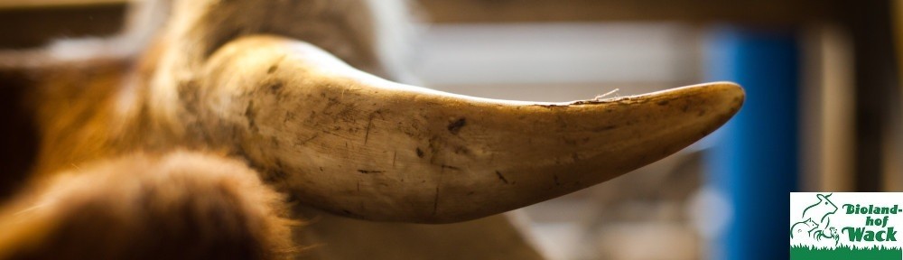 cropped-Horn.jpg